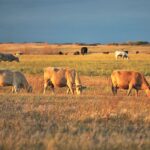 Livestock emissions come from feed production and processing (45 percent), burps and flatulence (39 percent), manure storage and processing (10 percent) and processing and transportation of animal products (the rest), according to the United Nations Food and Agriculture Organization (FAO).
| File photo