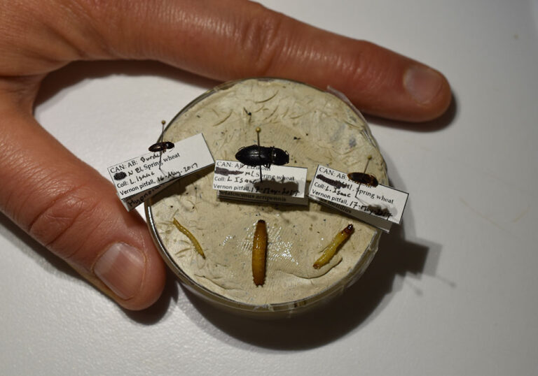 Feds approve wireworm insecticide The Western Producer