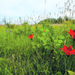 The Nature Conservancy of Canada says acquiring the land near Asquith, Sask., will help avoid further habitat loss and fragmentation from agricultural activity and urbanization. | NCC/Jason Bantle photo