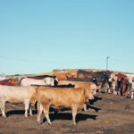 Slaughter weights rose duri ng the backlog in both Canada and the United States as cattle remained on feed longer awaiting a processing spot. | File photo