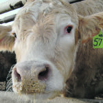 One expected technological change is enhanced genetic testing, which could allow more accurate predictions of animal performance and carcass attributes and allow the formulation of optimum rations based on that data. | File photo