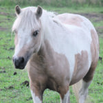 Careful attention to feed and avoiding unnecessary grain supplementation is an important starting point when managing ponies’ diets. | File photo