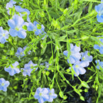 Statistics Canada estimates Canadian farmers harvested 553,000 tonnes of flax this year, and there are another 70,000 tonnes of carryout. | File photo