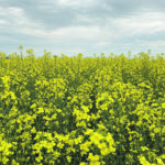 Canola is fighting stalled prices in the soy oil market, but canola seed remains well supported by a tight supply and demand situation and strong export pace. | File photo