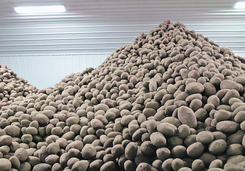 Canadian farmers could produce around 100 million hundredweight of potatoes this year, down from 106.4 million cwt. last year.  | File photo