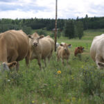 Agri-Food Sustainability Targets is a report authored by David McInnes, who is working with Agriculture Canada, the Canadian Federation of Agriculture and others to advance efforts in creating environmental benchmarks for the industry. | File photo