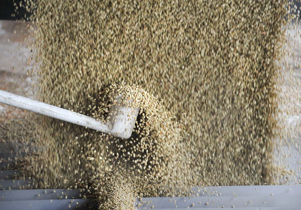 On Oct. 31 the CGC suspended the licences of three inter-related companies, which buy pulse and special crops from prairie farmers. | File photo
