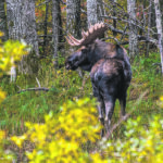 The Manitoba Metis Federation held a hunting tag draw in October despite the government extending its moose hunt ban in the province. The federation said it will be a “limited and shared harvest of bull moose only.” | Sandy Black photo