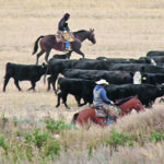 Kevin Williams rides at the back of the pack while his outriders — Bruce Dunham, left, Herb King, Brian Ross and Ian Box — keep the 160 head of cattle together. | Christalee Froese photo