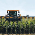 One of the developments Bayer has been lauding during the Future of Farming Dialogue is short-stat-ure corn, which is designed to be much easier for smallholders to manage and tougher in the face of bad weather. | Bayer photo