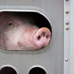 Market analyst Kevin Grier said Canadian pork exports are up 19 percent, year to date, with China as the major reason. | iStock photo
