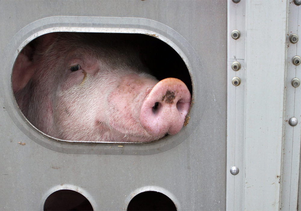 Market analyst Kevin Grier said Canadian pork exports are up 19 percent, year to date, with China as the major reason. | iStock photo