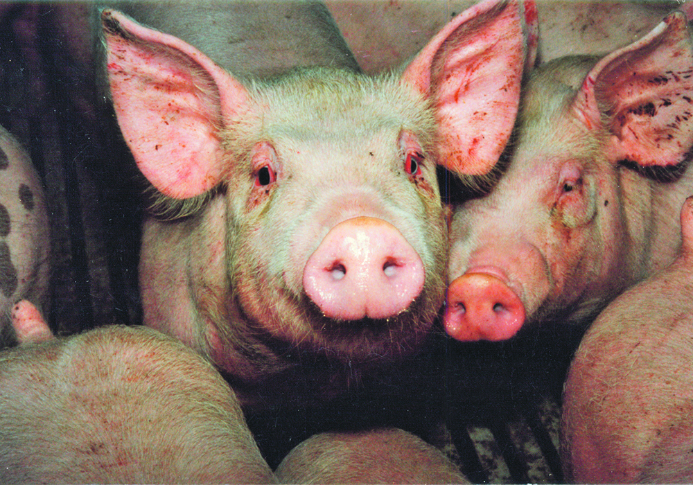 Compartmentalization, in which a group of hog farms work together to set up biosecurity protocols, is seen as another way to protect livestock sectors from devastating trade disruptions. | File photo