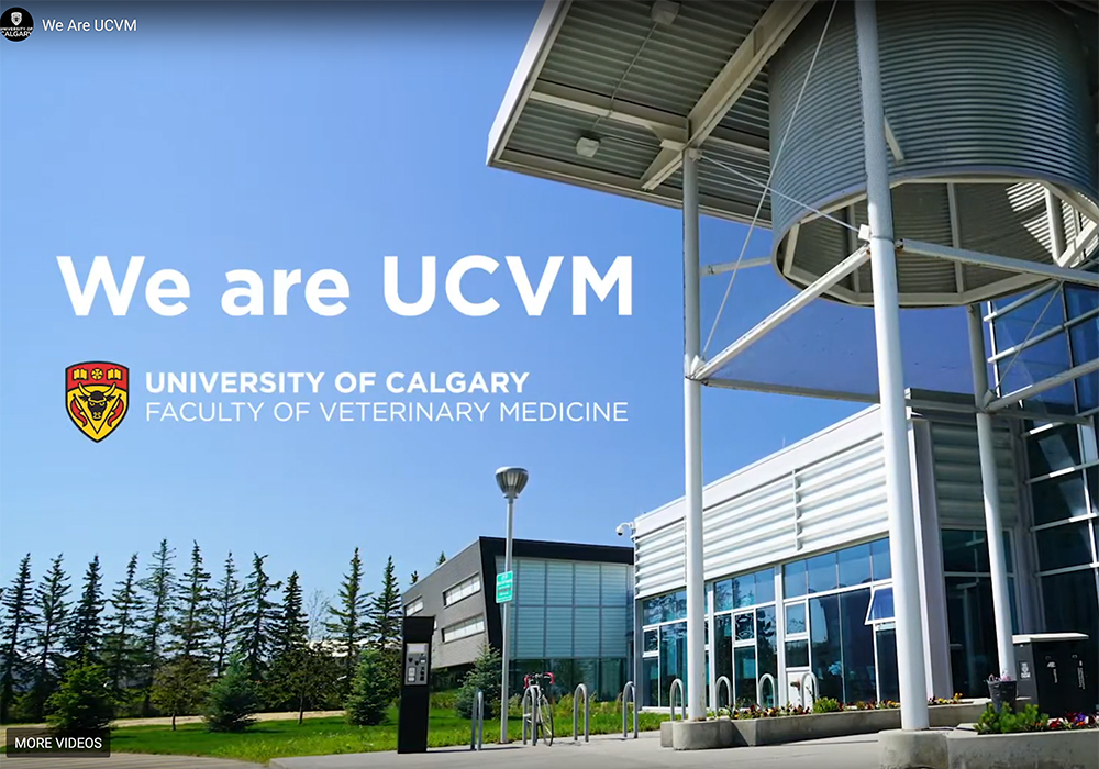 Baljit Singh is worried the province’s economic downturn, along with university budget cuts, could “send a signal to really bright and intelligent professors and students that Alberta is not a place for them.” | Screencap via vet.ucalgary.ca