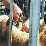COVID-19 has affected production lines and distribution networks. Plant slowdowns and closures have put production behind and led to batch failures of vaccines. | File photo