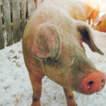 Animal health experts say small lot hog producers have no shared quality assurance program or industry representation, which raises alarm bells when it comes to African swine fever. | File photo