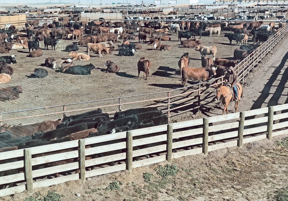 The feedlot industry generates the bulk of farm receipts at $1.6 billion, which is 80 percent of the county total, according to a recent study. | File photo
