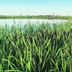 The Manitoba government’s new wetland policy is simple if a water resource officer decides the wetland is a Class 1 or 2, but things get complicated if it’s designated as Class 3. | File photo
