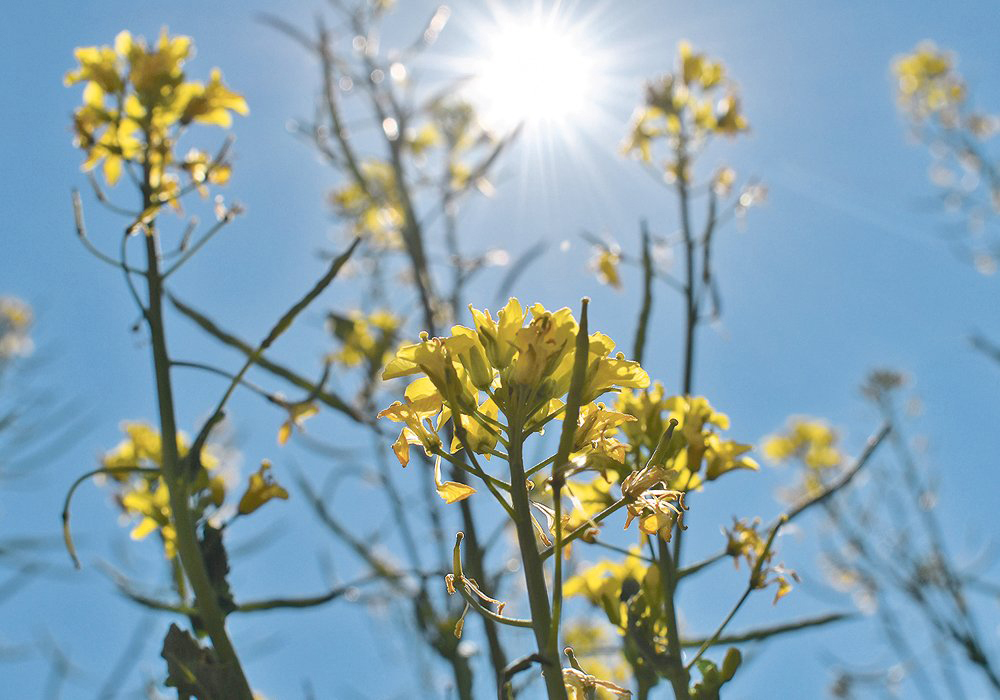 Winnipeg recorded 14 days with temperatures above 27 C in July, while Grande Prairie had two days over 27 C. Given those differences, maybe it’s time for the canola industry to adjust its game plan. | File photo