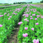Southern Alberta test plots have shown that a high-thebaine variety of poppy can be successfully grown and harvested in Canada. | API Labs photo