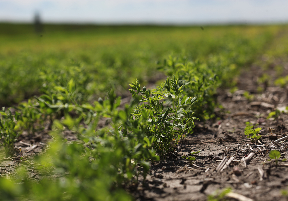 Increasing production of lentil-based protein will have to come by improving yields in traditional growing areas or shifting production to new locations.  |  Michael Raine photo