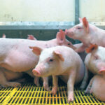 The case was detected in mid-October when the affected person sought medical care with signs of flu. Worldwide there have been only 27 cases since 2005, all connected to direct or indirect contact with pigs and none have led to "sustained human to human transmission." | File photo