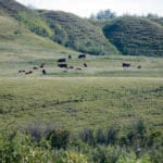 Cattle now graze on the banks of the Battle River where coal was once mined. | Duane McCartney photo