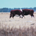 Temperament traits in livestock are important because docile animals can grow faster and are easier to transport and feed. | Jeanette Greaves photo