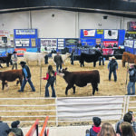 Animals that came first in their class are paraded during the Supreme show at the Stockade Round-up held in Lloydminster, Sask., last week. | William DeKay photo