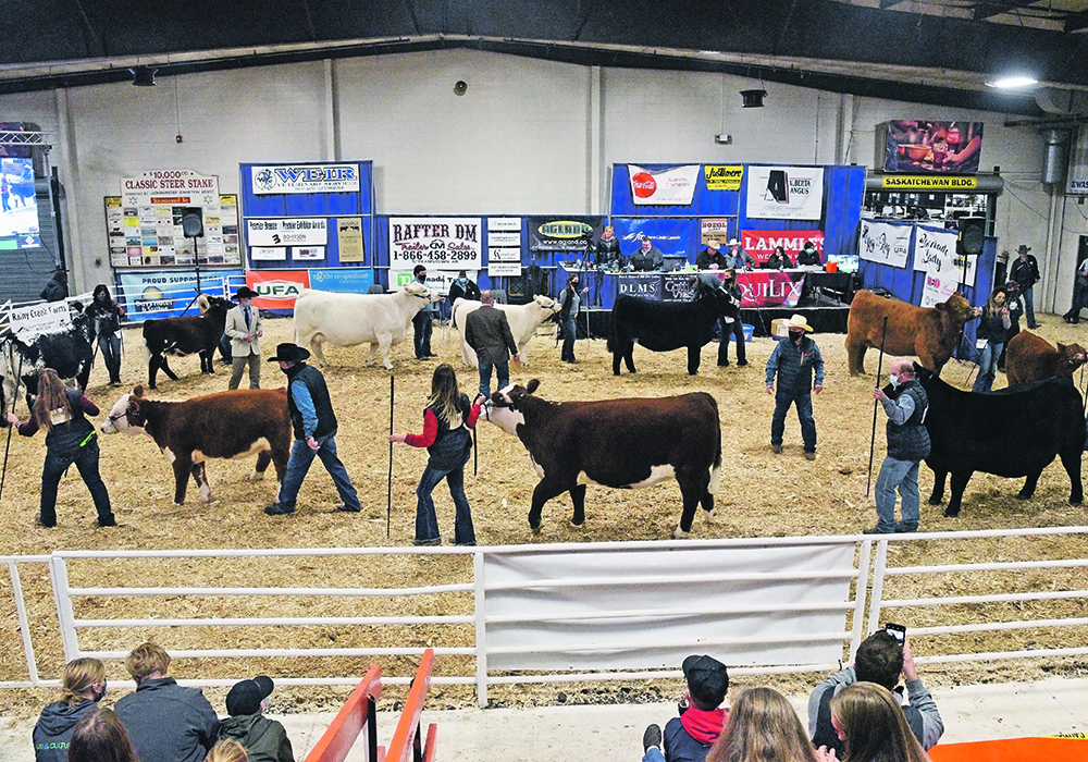 Animals that came first in their class are paraded during the Supreme show at the Stockade Round-up held in Lloydminster, Sask., last week.  |  William DeKay photo