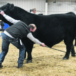 Chad Hollinger adjusts the back legs of his bull during the senior Black Angus two-year-old bull class at the Stockade Round-up in Lloydminster, Sask. They went on to win the supreme bull title. | William DeKay photo