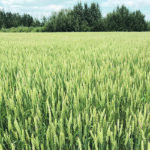 Canada moved 1.156 million tonnes of wheat to China from June to September for a total revenue of $389.5 million, compared to 1.044 million tonnes shipped by the United States. | File photo