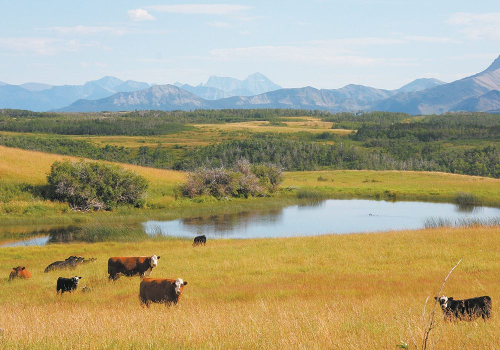 David McInnes and his partners are working to identify benchmarks and metrics to demonstrate how Canada’s agri-food industry is sustainable, or helping meet international commitments. | File photo
