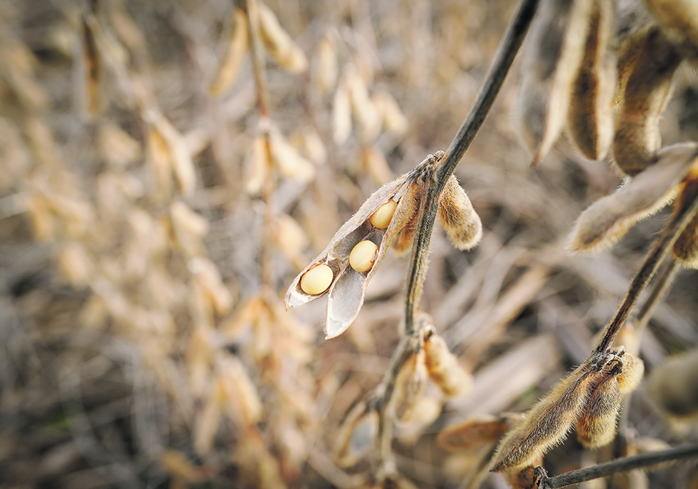 China had been a major buyer of Canadian soybeans, but shipments to the Asian country fell off dramatically in 2018 after Canada detained Huawei executive Meng Wanzhou at the request of the American government.  | Reuters/Bryan Woolston photo