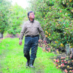 Apple grower Sam Di Maria of Kelowna, B.C., surveys the apples still on the trees at his Bella Rosa Orchards property. | Mark Brett photo