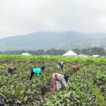 African farmers, like those in United Nations special envoy Agnes Kaliabata’s home country of Rwanda, are being significantly affected by climate change. | Reuters/Jean Bizimana photo