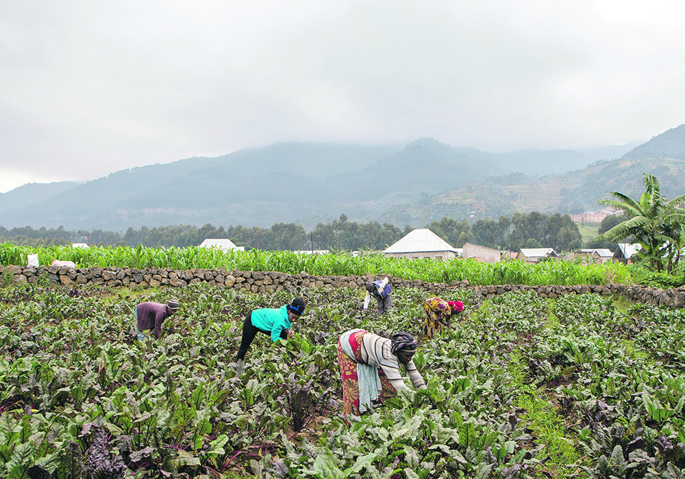 African farmers, like those in United Nations special envoy Agnes Kaliabata’s home country of Rwanda, are being significantly affected by climate change.  |  Reuters/Jean Bizimana photo