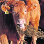 Cow-calf producers in Saskatchewan have started preparing for lower perennial forage yields by growing annuals or renting cropland to grow greenfeed. | Jeannette Greaves photo