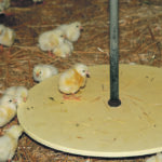 Early results indicate lower chick mortality when hatched on the farm, as well as better average daily gain of the chicks. | File photo