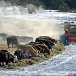 By now, we are all comfortable with some basic epidemiological and public health concepts such as the idea of asymptomatic carriers, infection control practices and the use of isolation to reduce infectious disease spread. There are many lessons here for animal health. | File photo