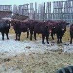 Bedding and a good windbreak are needed in at least two locations so that if younger bulls bother an older bull, it has somewhere else to go. | Heather Smith Thomas photo