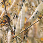 Verdient Foods wants to improve the functionality of pulse ingredients, starting with yellow peas. | File photo