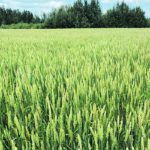 The U.S. Department of Agriculture expects China will import eight million tonnes of wheat in 2020-21, and some analysts think six to 10 million tonnes of annual imports may be the new normal for the country. | File photo