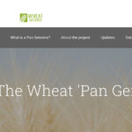 The 10+ Genome Project involved nearly 100 international scientists from universities and plant breeding institutes in Canada, Switzerland, Germany, Japan, the United Kingdom, Saudi Arabia, Mexico, Israel, Australia, and the United States. | Screencap via 10wheatgenomes.com