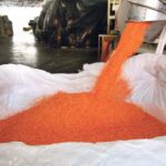 Sunil Kumar Singh, additional managing director of the National Agricultural Cooperative Marketing Federation of India (NAFED), is forecasting that the country will be self-sufficient in red lentil production as soon as 2021-22.
| File photo
