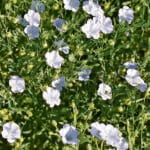 Flax production increase d in the European Union this year but it is still “highly insufficient” to cover the demand from EU processors. | File photo