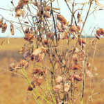 Canada harvested a big red lentil crop this year, estimated at 3.07 million tonnes. That is up 29 percent from last year. | File photo