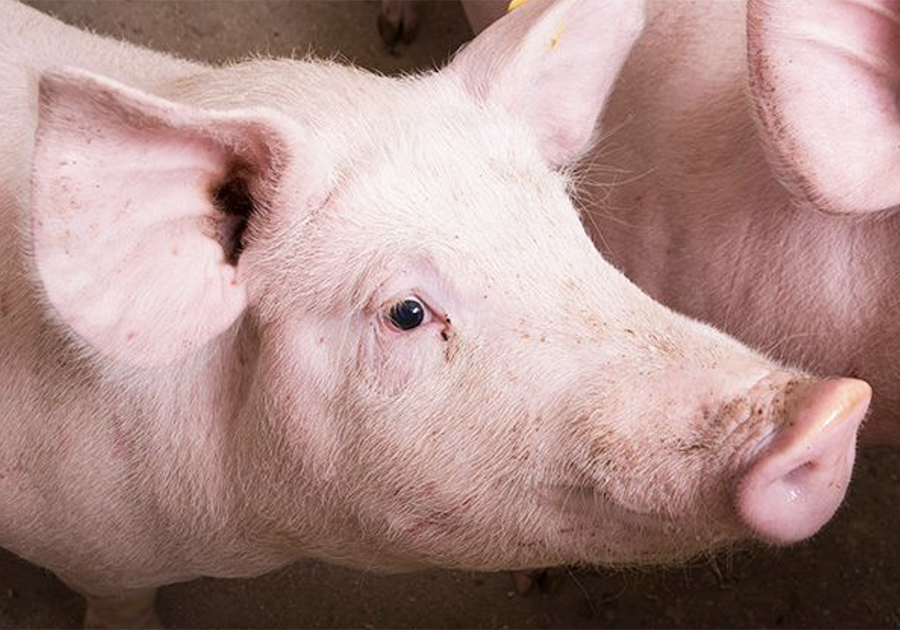 Alberta Pork chair Brent Moen said data from hog organizations in the four western provinces show hog producers have had a negative return on investment for the past five years, illustrating the depth of the problem. | Screencap via Twitter/@albertapork