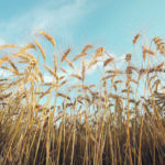 The University of Saskatchewan-led research project has successfully sequenced the genomes for 15 individual wheat varieties originating from cereal breeding programs around the world. | Reuters/Shannon VanRaes photo