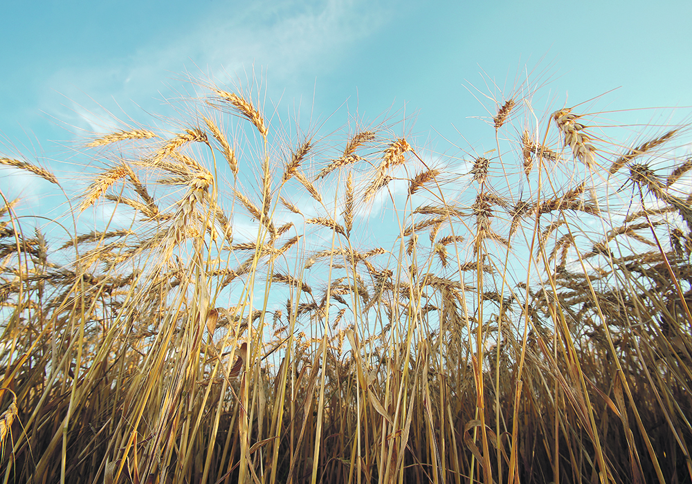 The University of Saskatchewan-led research project has successfully sequenced the genomes for 15 individual wheat varieties originating from cereal breeding programs around the world.  |  Reuters/Shannon VanRaes photo